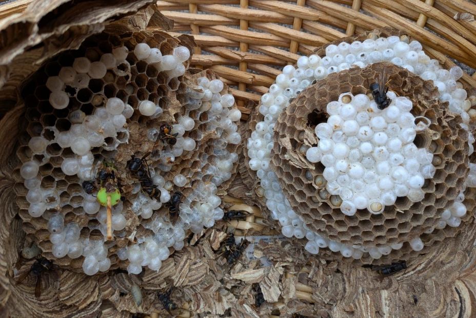 EuropaPress 7040716 restos nido inutilizado avispa velutina