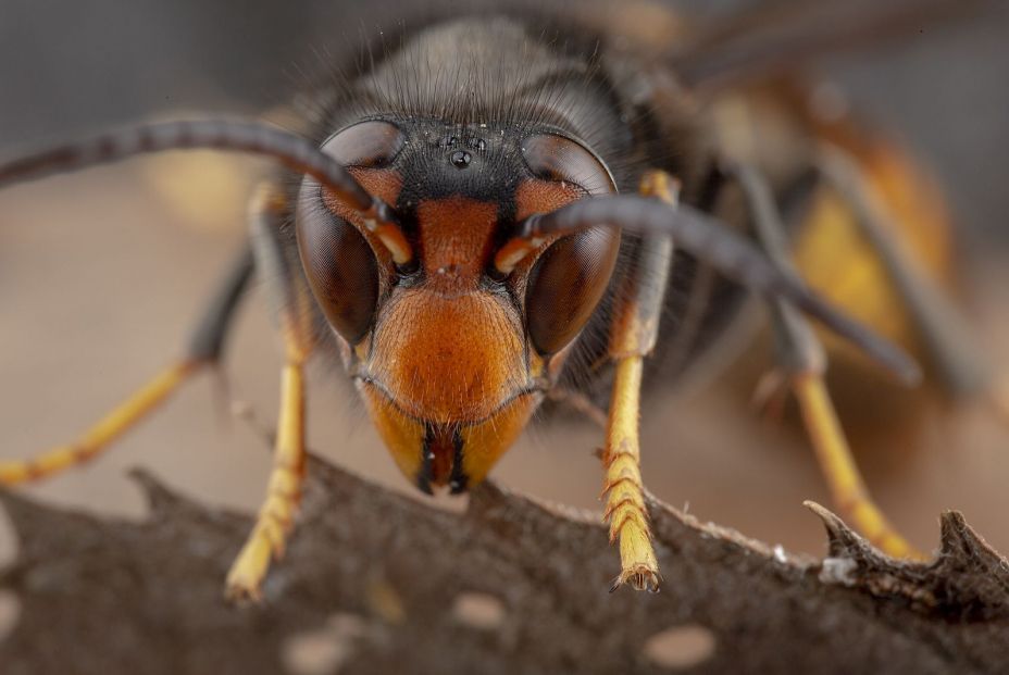 bigstock Real Vespa Velutina Macro 292525822