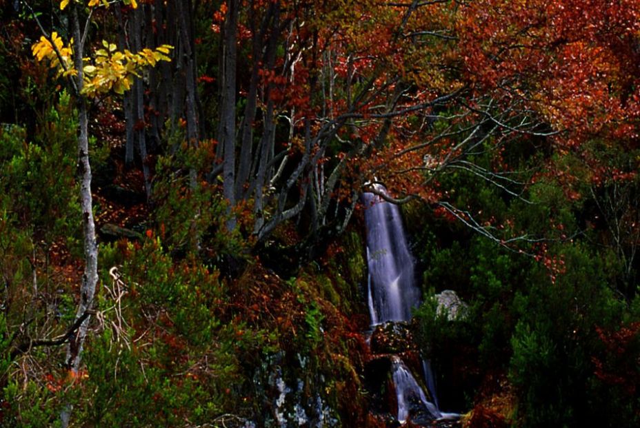 hayedo de tejera negra (2) hayedo de tejera negra (2)