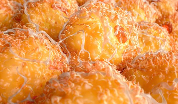 Descubren cómo mantener activa la grasa buena que protege el corazón durante el envejecimiento. Fuente: bigstock.