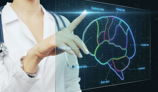 Desarrollan con inteligencia artificial el mapa "más completo y detallado" del cerebro humano