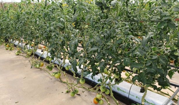 El invernadero del IMIDRA en Arganda del Rey, donde cultivan hortalizas sin tierra, cumple 25 años. Foto: IMIDRA
