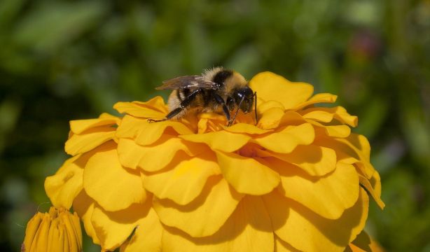 Los abejorros también entienden el código Morse. Foto: Europa Press. Los abejorros también entienden el código Morse. Foto: Europa Press.
