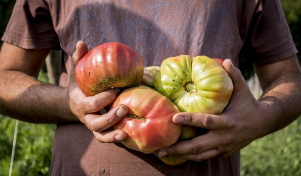 Una ruta por la producción ecológica madrileña: salud, calidad y sostenibilidad. Foto: CAEM