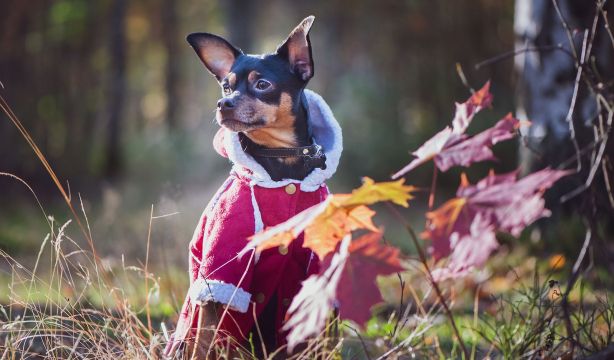 La veterinaria María Vetican sentencia: "Poner un abrigo a tu perro no es humanizarlo". Foto: Bigstock.