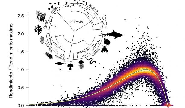 Una ecuación universal revela cómo la temperatura afecta a toda la vida en el planeta. Fuente: Europa Press.