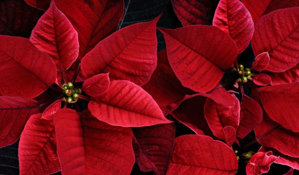 Esta es la razón por la que tu flor de Pascua se estropea y cómo evitarlo