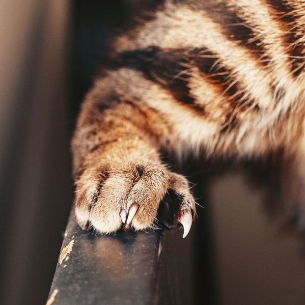 Trucos para evitar que tu gato arañe los muebles de casa Trucos para evitar que tu gato arañe los muebles de casa