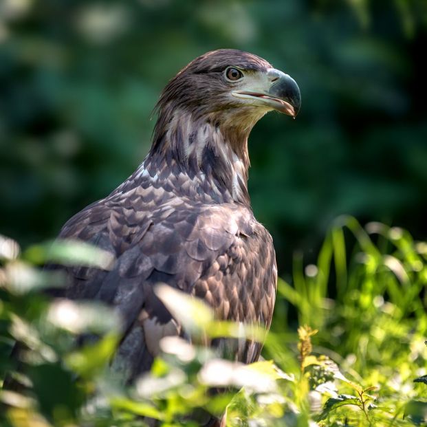 Avistar aves Avistar aves