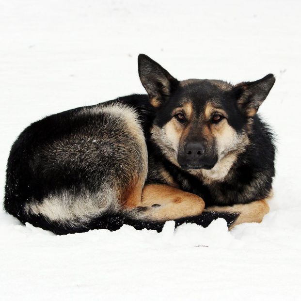 proteger perro del frío