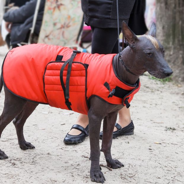 proteger mascota del frío