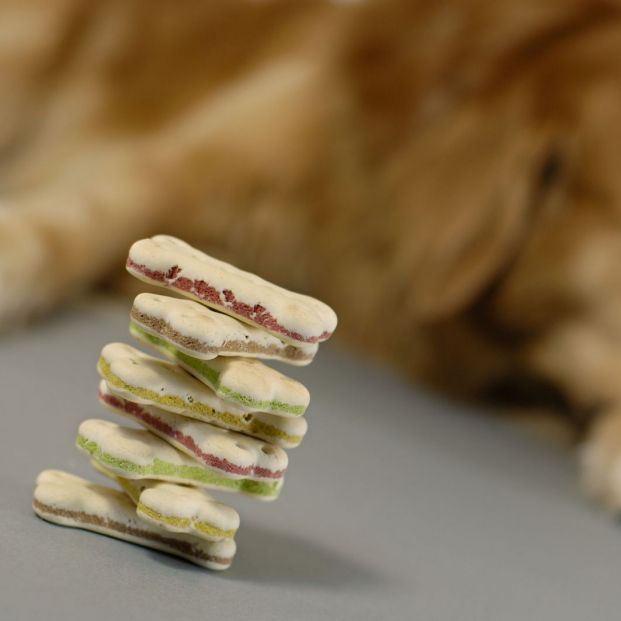 Mi perro no quiere comer Mi perro no quiere comer