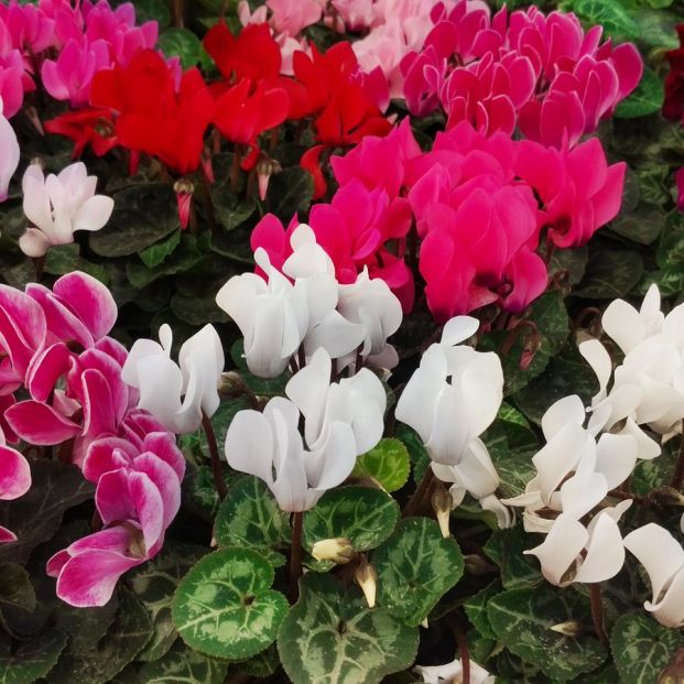 Plantas que sobreviven al invierno Plantas que sobreviven al invierno