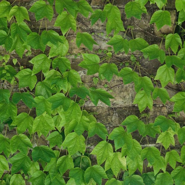 Plantas que sobreviven al invierno Plantas que sobreviven al invierno