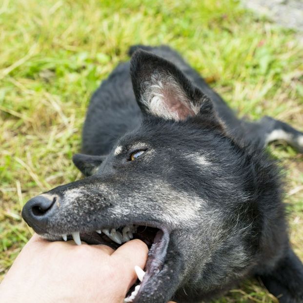 ¿Qué perros están obligados a llevar bozal? Otros usos de este complemento y cómo colocarlo bien ¿Qué perros están obligados a llevar bozal? Otros usos de este complemento y cómo colocarlo bien