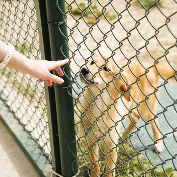 regalo perro nieto regalo perro nieto