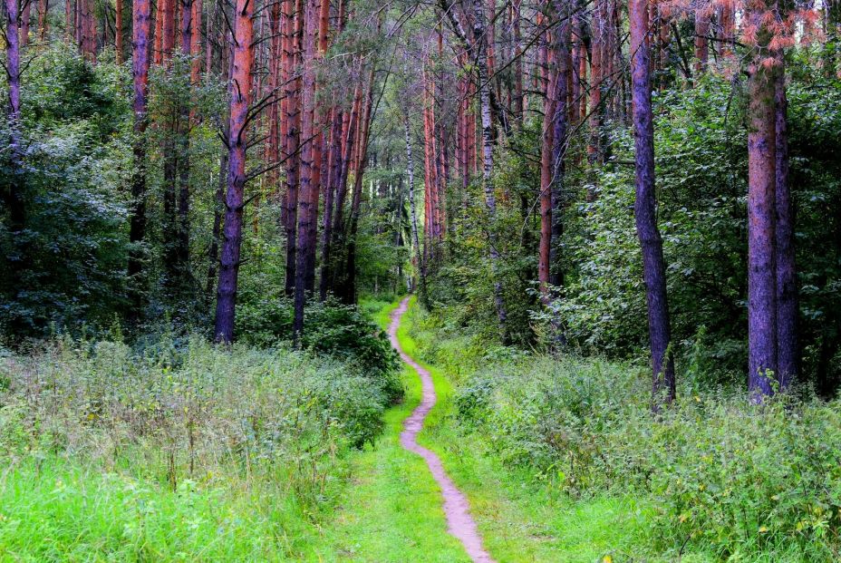 Grupos de senderismo con quienes compartir tus salidas en plena naturaleza Grupos de senderismo con quienes compartir tus salidas en plena naturaleza
