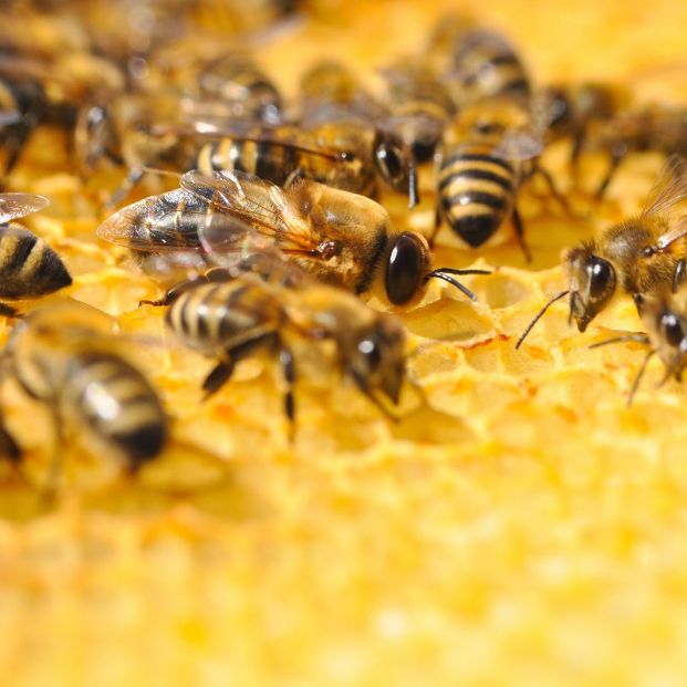 La Comisión Europea rechaza utilizar un etiquetado más transparente para la miel La Comisión Europea