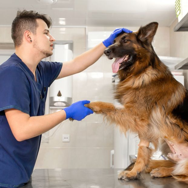 Veterinario Veterinario