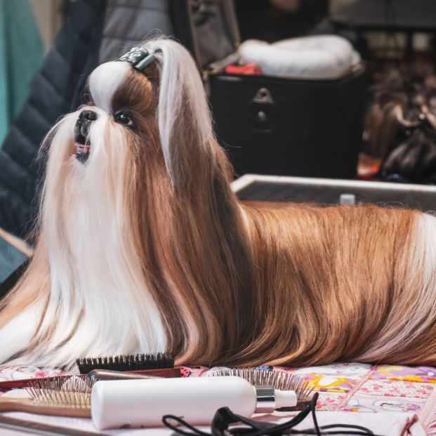 Perro con pedigrí Perro con pedigrí