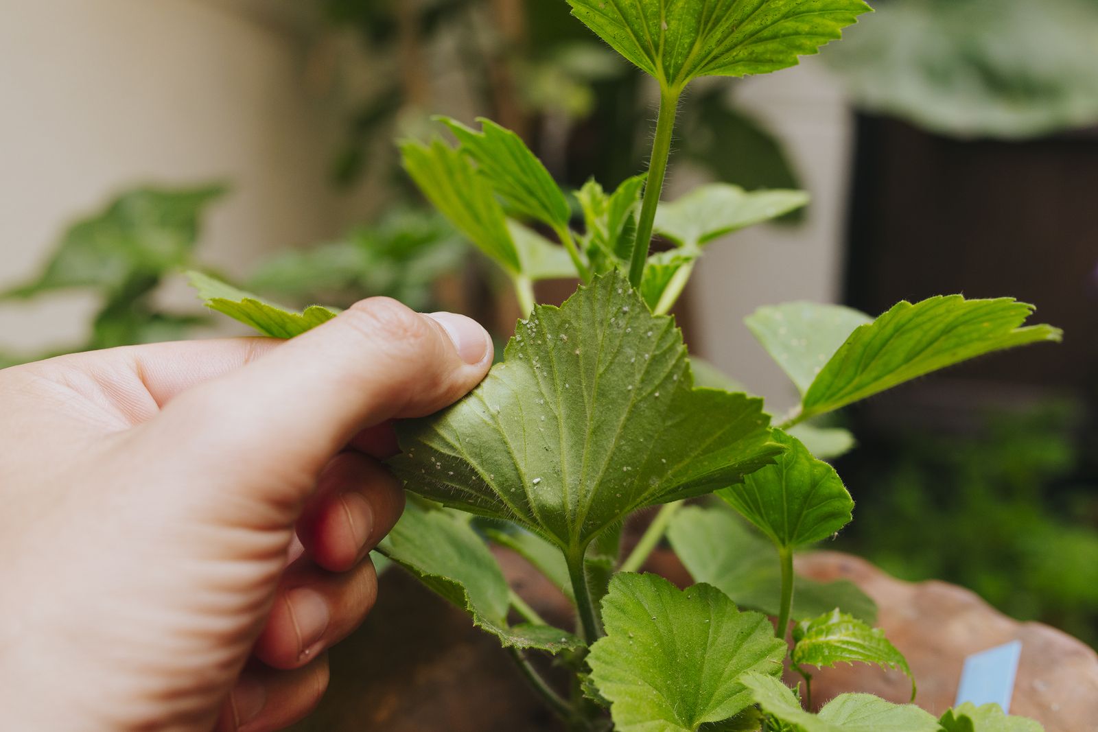 Las plantas estresadas emiten sonidos que pueden detectarse a más de un metro de distancia