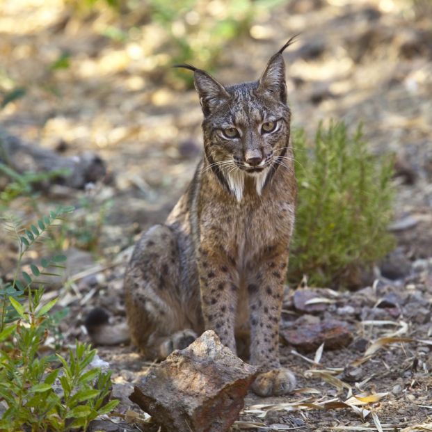 Conoce el Parque Natural Sierra de Andújar: hábitat del lince ibérico