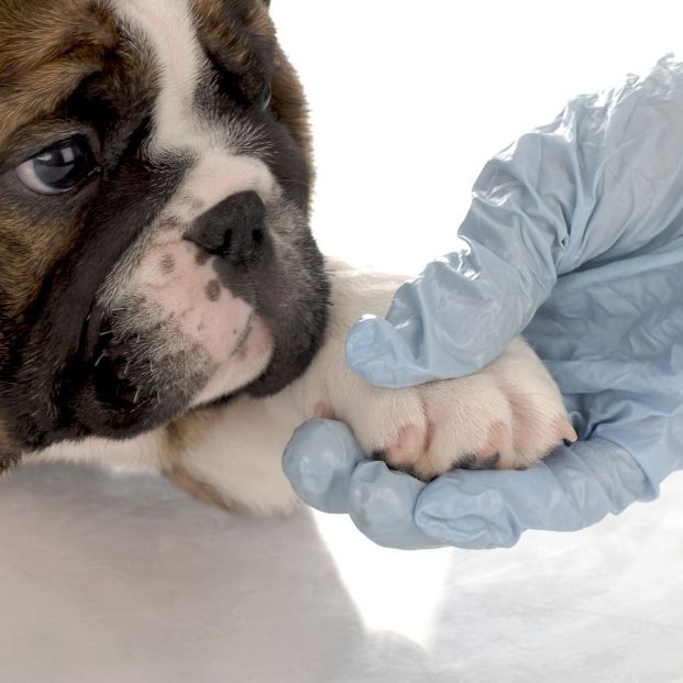 ¿Sabías que la acupuntura también puede mitigar el dolor de tu perro? ¿Sabías que la acupuntura también puede mitigar el dolor de tu perro?