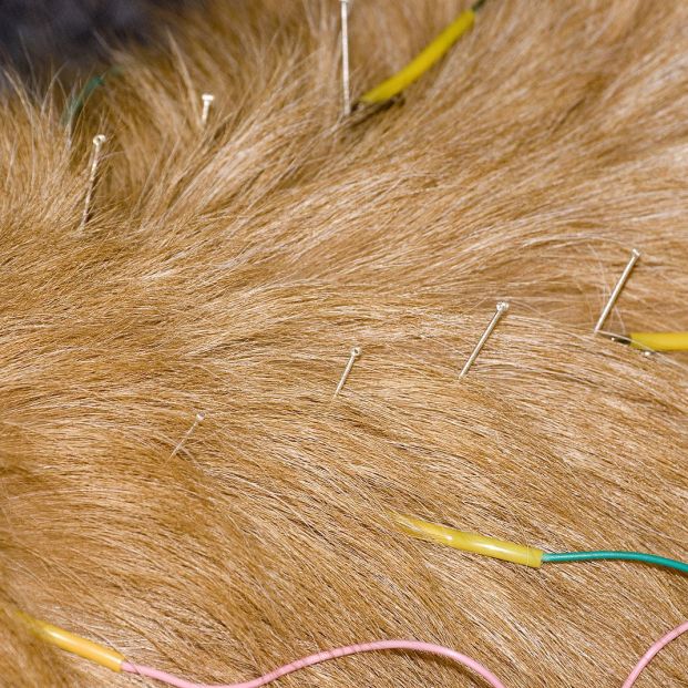 ¿Sabías que la acupuntura también puede mitigar el dolor de tu perro? ¿Sabías que la acupuntura también puede mitigar el dolor de tu perro?