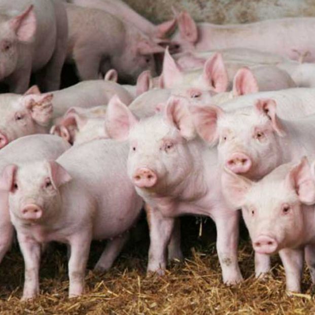 Del cerdo, todo. Y ahora, el pelo Del cerdo, todo. Y ahora, el pelo