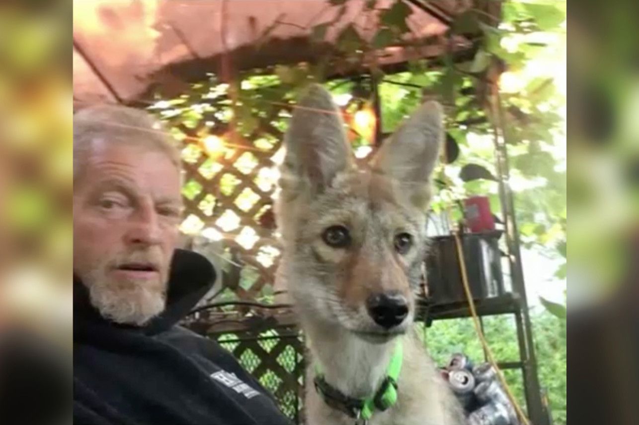 Coyote como animal de apoyo Coyote como animal de apoyo