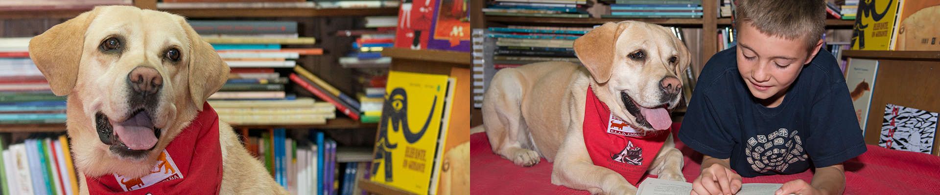 Perros y Letras. Perros y Letras.