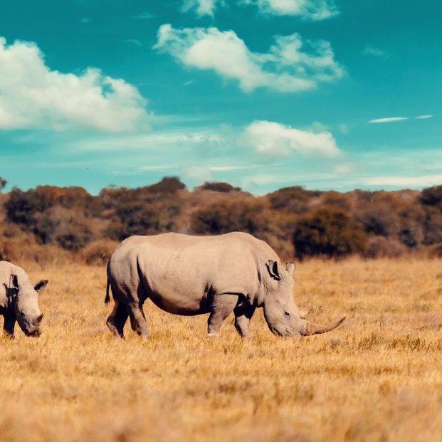 ¿Planeando un viaje a África para hacer un safari? Estos son los consejos previos que necesitas ¿Planeando un viaje a África para hacer un safari? Estos son los consejos previos que necesitas