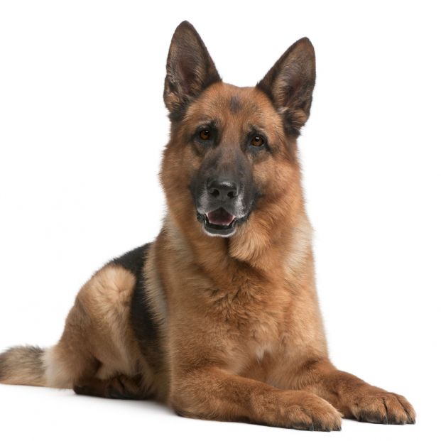 Las mascotas más famosas del cine: Rin Tin Tin Las mascotas más famosas del cine: Rin Tin Tin