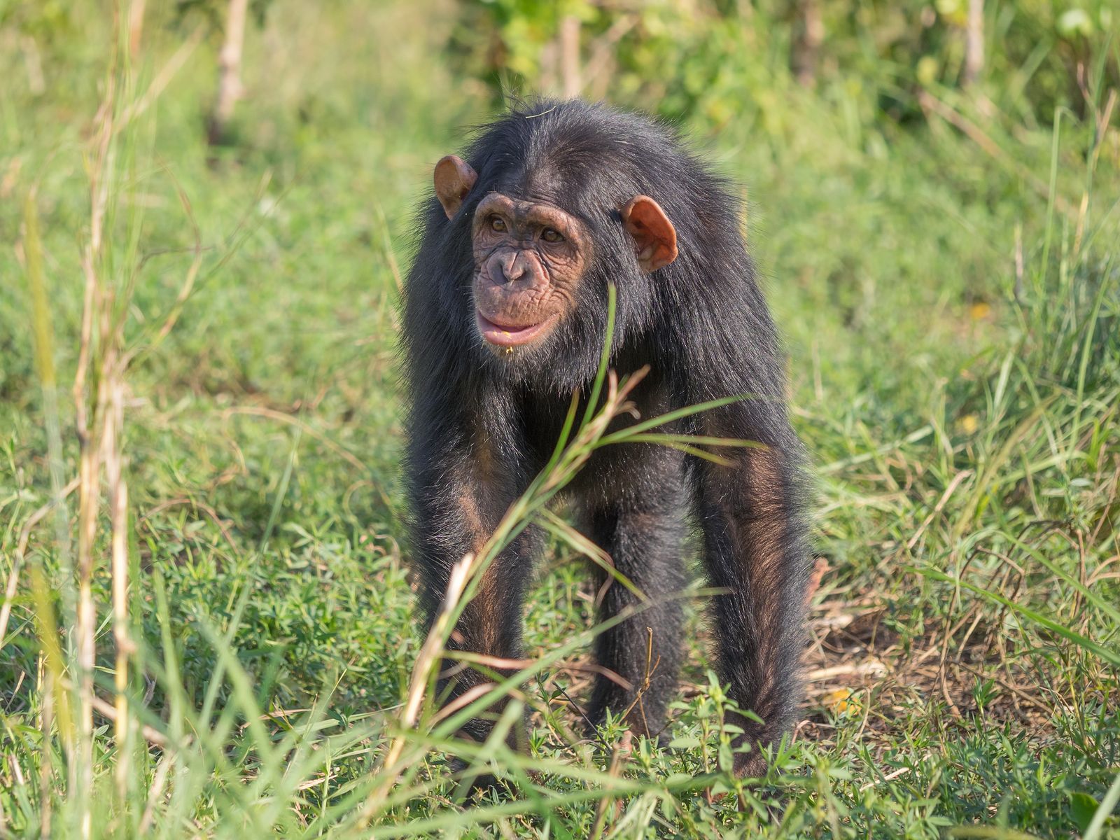 Los chimpancés también prestan primeros auxilios