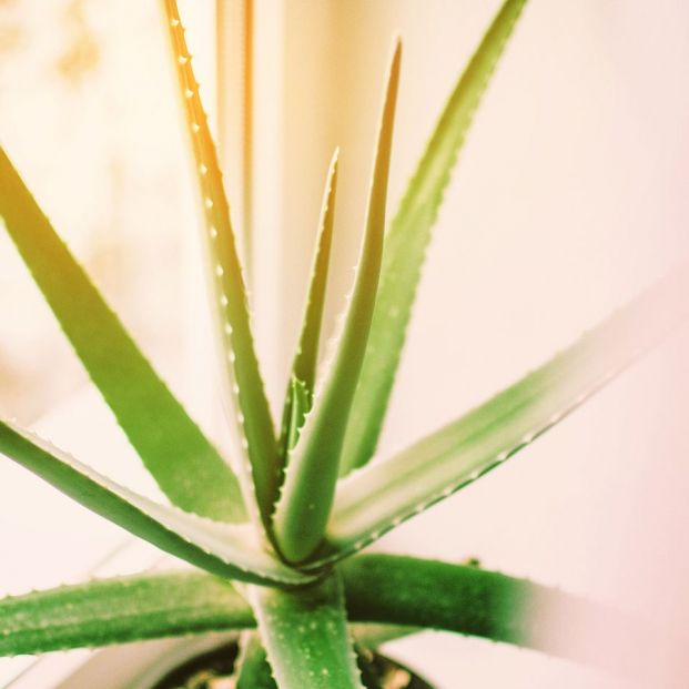 Cómo cuidar una planta de aloe vera Cómo cuidar una planta de aloe vera