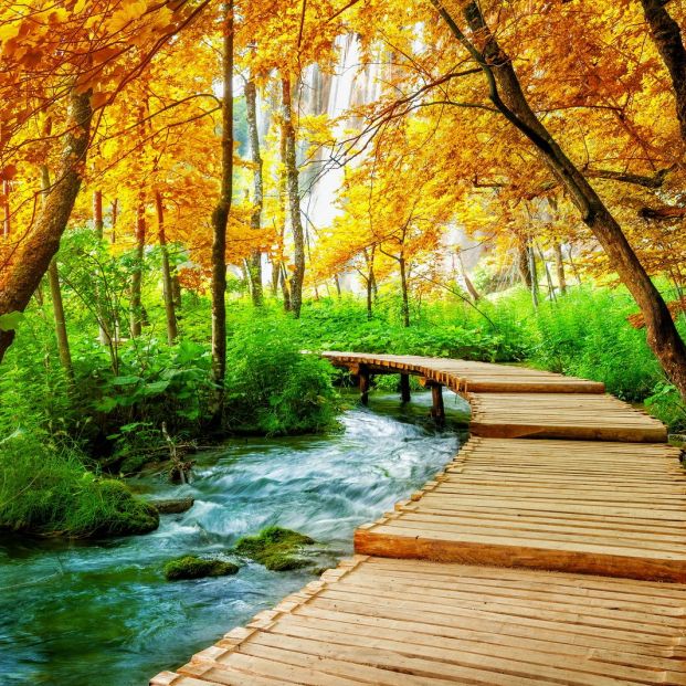 Descubre estos bosques míticos en el Día Internacional de los Bosques. Plitvice Descubre estos bosques míticos en el Día Internacional de los Bosques. Plitvice