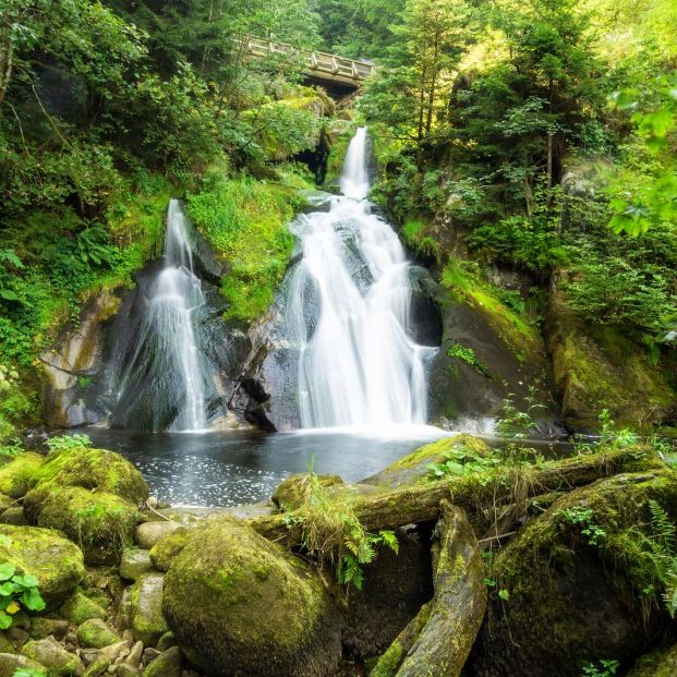 Selva Negra Selva Negra