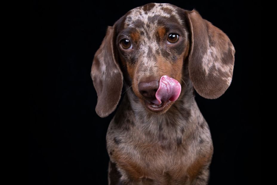 Curiosidades de los perros: las razones por las que se lamen, aúllan o ladean la cabeza