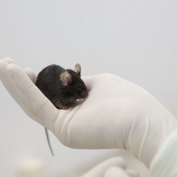 Las 10 buenas noticias del coronavirus de hoy 3 de abril. Una vacuna neutraliza el coronavirus en ratones. Foto: EuropaPress 