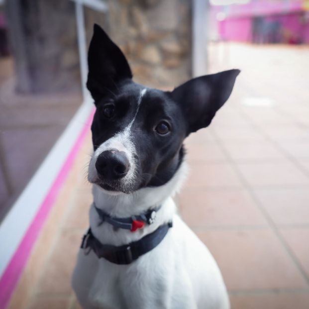 Mascotas. Foto: EuropaPress Mascotas. Foto: EuropaPress