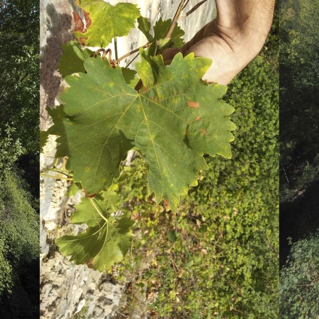 El sector del vino hace alcohol sanitario en CyLM. Foto: EuropaPress El sector del vino hace alcohol sanitario en CyLM. Foto: EuropaPress