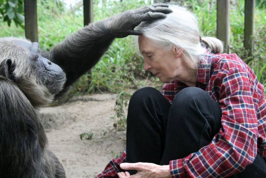 Jane Goodall: "Nuestra falta de respeto a los animales ha causado esta pandemia" Jane Goodall: "Nuestra falta de respeto a los animales ha causado esta pandemia"