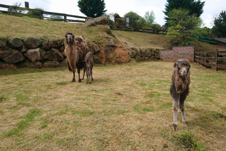 Dos crías de camello nacidos en Cabárceno Dos crías de camello nacidos en Cabárceno