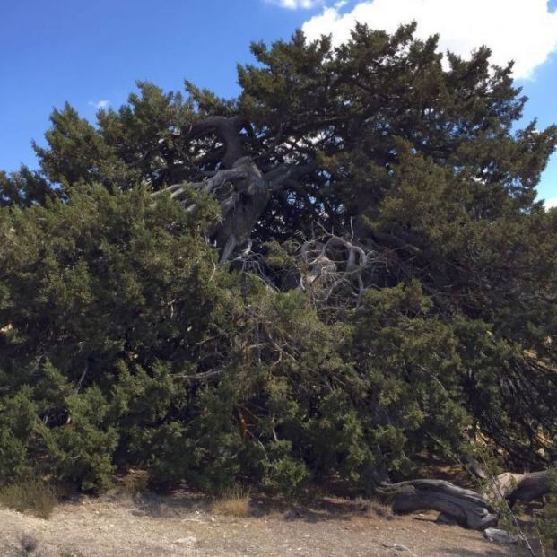 Monumento Natural Sabina Albar (juntadeandalucia.es)