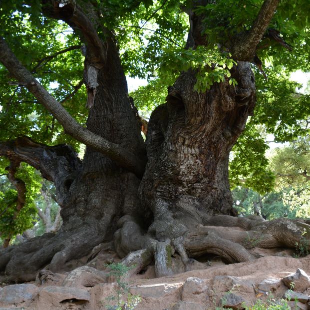 Castaño de Istan (malaga.es)