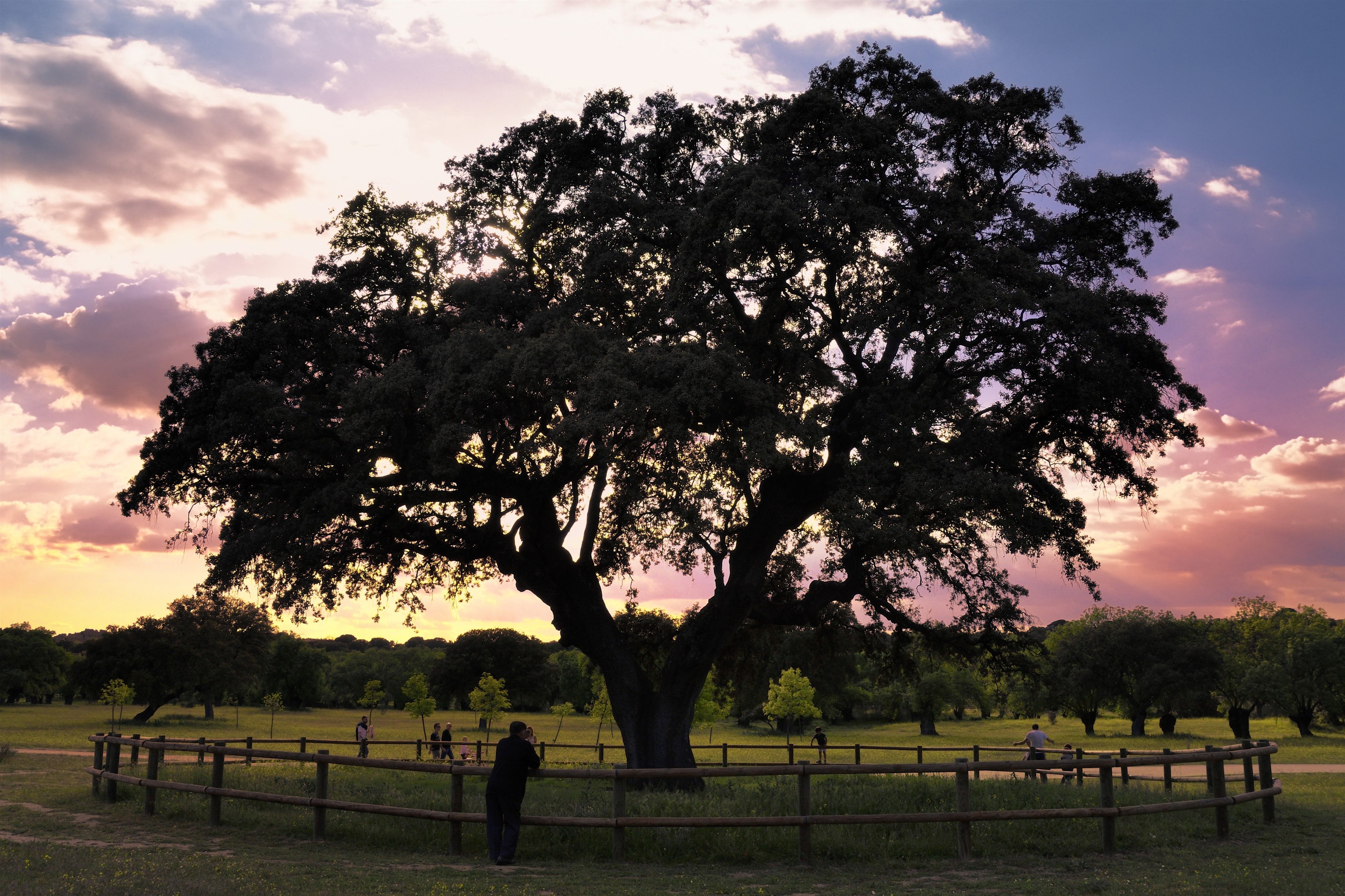 España está llena de numerosos árboles monumentales