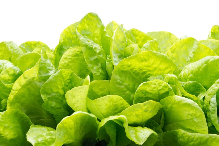 bigstock Lettuce Green Leaf Salad Isola 310051078 bigstock Lettuce Green Leaf Salad Isola 310051078