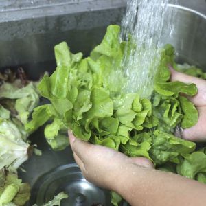 bigstock Wash Green Oak Lettuce On The333907306 bigstock Wash Green Oak Lettuce On The333907306