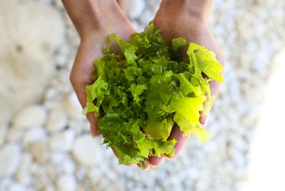 Algas, un superalimento lleno de minerales y proteínas con múltiples beneficios para nuestro cuerpo Algas, un superalimento lleno de minerales y proteínas con múltiples beneficios para nuestro cuerpo