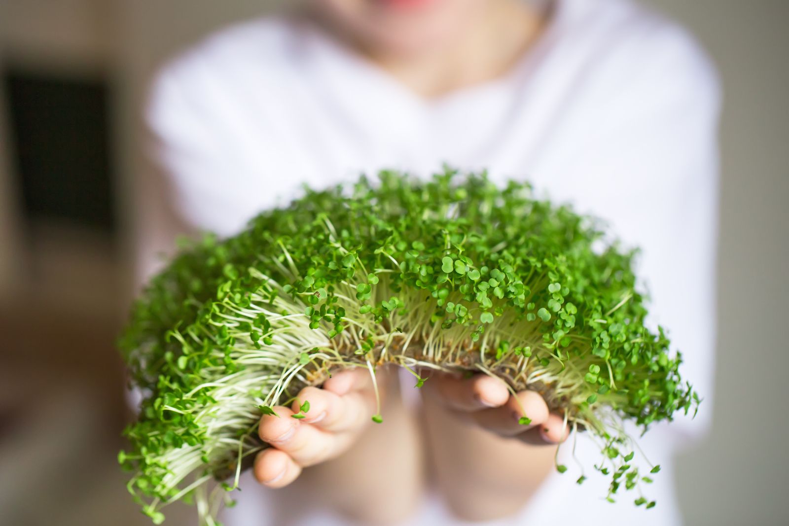 Por qué incorporar los germinados en tu dieta